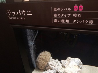 サンシャイン水族館もうどく展-ラッパウニ