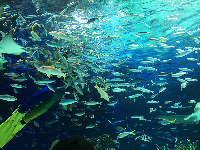 サンシャイン水族館-水中パフォーマンスタイム