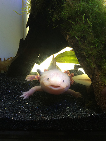 サンシャイン水族館-メキシコサンショウウオ