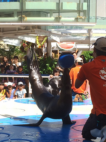 サンシャイン水族館-アシカパフォーマンス