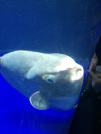 サンシャイン水族館-マンボウ